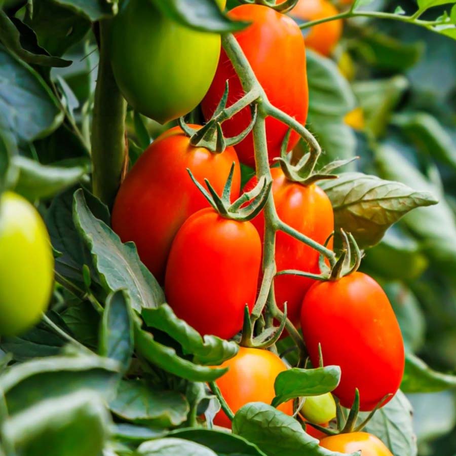 Perishable food supply chain management